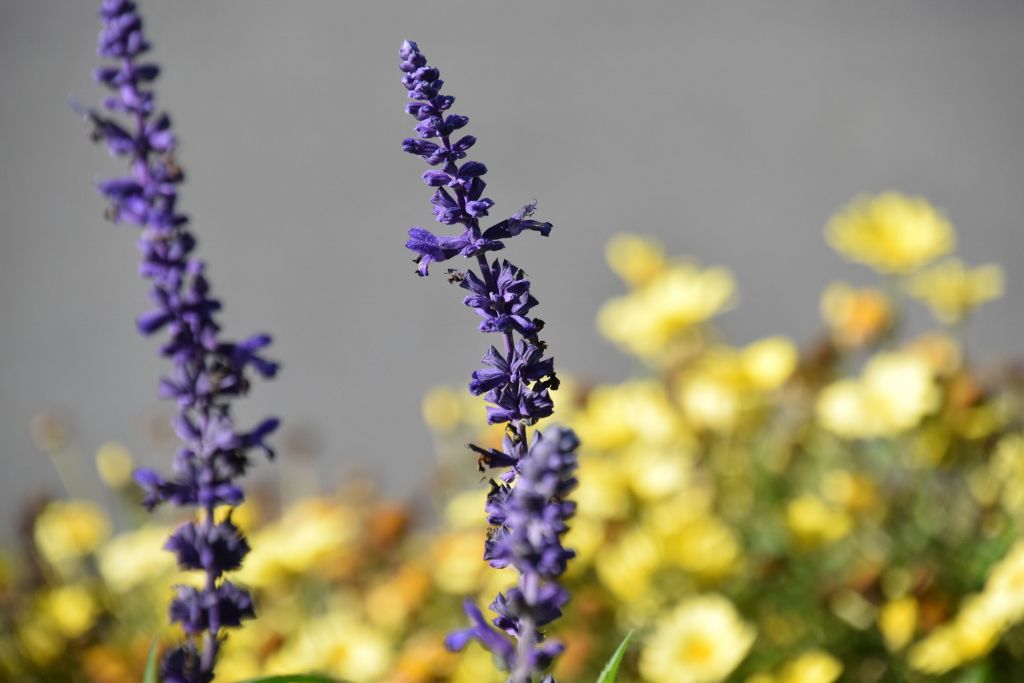 summer 2019 016 (1024x683).jpg